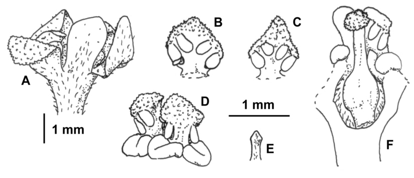 Vorschaubild Nectandra ovatocaudata Rohwer